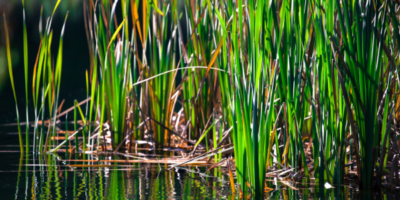 Reeds make an excellent spot for margin fishing