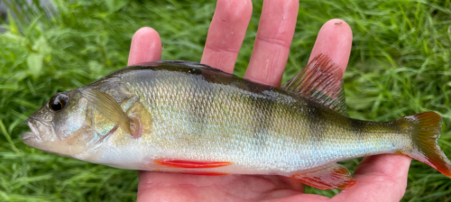 River sow larger perch