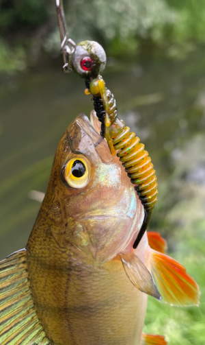 River sow perch